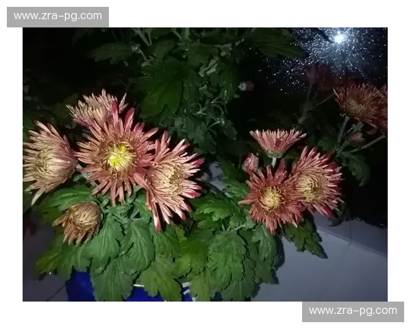 极速与永恒:当“凌晨四点的洛杉矶”遇见“永不凋零的马德拉” 极速与永恒:当“凌晨四点的洛杉矶”遇见“永不凋零的马德拉”